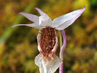 Calypso bulbosa 4, Saxifraga-Hans Dekker