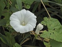 Convolvulus sepium N0685 : Convolvulus sepium, Haagwinde, Larger Bindweed, Hedge Bindweed, Rutland beauty, Bugle Vine, or Heavenly Trumpets