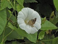 Convolvulus sepium N0687 : Convolvulus sepium, Haagwinde, Larger Bindweed, Hedge Bindweed, Rutland beauty, Bugle Vine, or Heavenly Trumpets