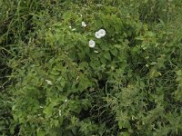 Convolvulus sepium N0693 : Convolvulus sepium, Haagwinde, Larger Bindweed, Hedge Bindweed, Rutland beauty, Bugle Vine, or Heavenly Trumpets