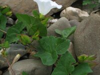 Calystegia sepium 14, Haagwinde, Saxifraga-Rutger Barendse