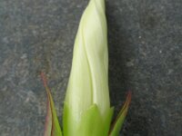 Calystegia sepium 15, Haagwinde, Saxifraga-Rutger Barendse