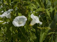 Calystegia sepium 21, Haagwinde, Saxifraga-Jan van der Straaten