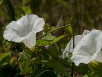 Calystegia sepium 23, Haagwinde, Saxifraga-Jan van der Straaten
