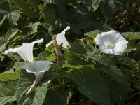 Calystegia sepium 46, Haagwinde, Saxifraga-Willem van Kruijsbergen