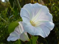 Calystegia sepium 48, Haagwinde, Saxifraga-Ed Stikvoort