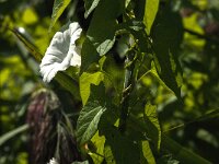 Calystegia sepium 58, Haagwinde, Saxifraga-Jan van der Straaten