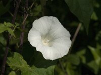 Calystegia sepium 59, Haagwinde, Saxifraga-Jan van der Straaten