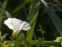Calystegia sepium 61, Haagwinde, Saxifraga-Jan van der Straaten