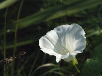 Calystegia sepium 62, Haagwinde, Saxifraga-Jan van der Straaten