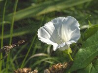 Calystegia sepium 64, Haagwinde, Saxifraga-Jan van der Straaten
