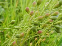 Camelina microcarpa 3, Kleinzadige huttentut, Saxifraga-Rutger Barendse