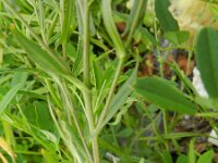 Camelina microcarpa 4, Kleinzadige huttentut, Saxifraga-Rutger Barendse