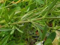 Camelina microcarpa 5, Kleinzadige huttentut, Saxifraga-Rutger Barendse