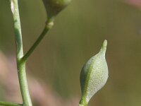 Camelina microcarpa 6, Kleinzadige huttentut, Saxifraga-Rutger Barendse