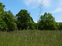 Camelina microcarpa 8, Kleinzadige huttentut, Saxifraga-Ed Stikvoort