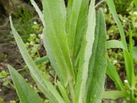 Camelina sativa 6, Huttentut, Saxifraga-Rutger Barendse