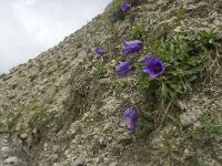 Campanula alpestris 10, Saxifraga-Willem van Kruijsbergen