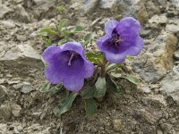 Campanula alpestris 11, Saxifraga-Willem van Kruijsbergen