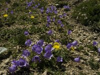 Campanula alpestris 12, Saxifraga-Jan van der Straaten