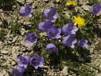 Campanula alpestris 13, Saxifraga-Jan van der Straaten