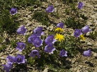 Campanula alpestris 14, Saxifraga-Jan van der Straaten