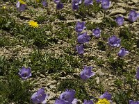 Campanula alpestris 15, Saxifraga-Jan van der Straaten