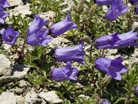 Campanula alpestris 16, Saxifraga-Willem van Kruijsbergen