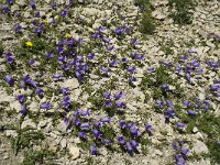 Campanula alpestris 17, Saxifraga-Willem van Kruijsbergen