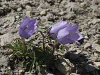 Campanula alpestris 19, Saxifraga-Willem van Kruijsbergen