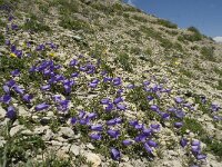 Campanula alpestris 2, Saxifraga-Willem van Kruijsbergen