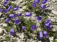 Campanula alpestris 20, Saxifraga-Willem van Kruijsbergen