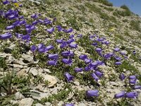 Campanula alpestris 21, Saxifraga-Willem van Kruijsbergen