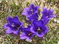 Campanula alpestris 22, Saxifraga-Harry Jans
