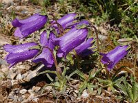 Campanula alpestris 23, Saxifraga-Harry Jans