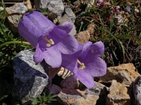 Campanula alpestris 24, Saxifraga-Harry Jans