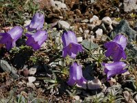 Campanula alpestris 25, Saxifraga-Harry Jans