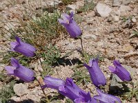 Campanula alpestris 26, Saxifraga-Harry Jans