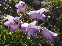 Campanula alpestris 27, Saxifraga-Harry Jans