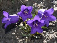 Campanula alpestris 28, Saxifraga-Harry Jans