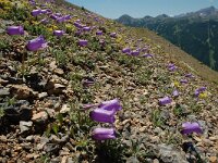 Campanula alpestris 29, Saxifraga-Harry Jans