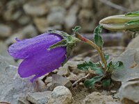 Campanula alpestris 3, Saxifraga-Willem van Kruijsbergen