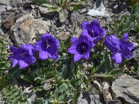 Campanula alpestris 30, Saxifraga-Harry Jans