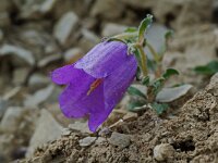 Campanula alpestris 4, Saxifraga-Willem van Kruijsbergen