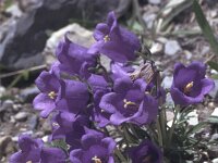 Campanula alpestris 5, Saxifraga-Eugen Schaub