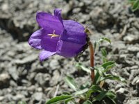 Campanula alpestris 6, Saxifraga-Jan van der Straaten