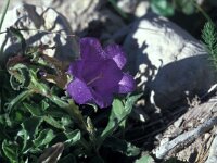 Campanula alpestris 7, Saxifraga-Jan van der Straaten