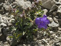 Campanula alpestris 8, Saxifraga-Willem van Kruijsbergen