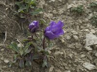 Campanula alpestris 9, Saxifraga-Willem van Kruijsbergen