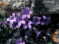Campanula andrewsii 2, Saxifraga-Jan van der Straaten